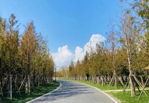 中加楓華國(guó)際學(xué)校
